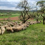 Eine große Schafsherde steht auf einer Streuobstwiese und lässt sich das frische Gras schmecken. Im Hintergrund sieht man Felder und die sanften Hügel der Rhön.