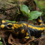 Ein Feuersalamander mit auffälliger schwarz-gelber Musterung sitzt vor einem Stein. Vor ihm ist ein Buchenkeimling zu sehen, der aus dem Boden wächst. Ein Feuersalamander mit auffälliger schwarz-gelber Musterung sitzt vor einem Stein. Vor ihm ist ein Buchenkeimling zu sehen, der aus dem Boden wächst.