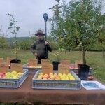 Der Baumwart steht auf seiner Streuobstwiese hinter einem Tisch und präsentiert Körbe mit verschiedenen Apfelsorten in vielen Farben und Formen.