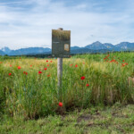 Ein Feld mit Gerste mit vereinzelten Mohnblumen vor dem Hintergrund der Bergkulisse. Ein Schild im Feld weist auf die gepflanzte „Bio-Braugerste“ und ihre Besonderheiten hin.