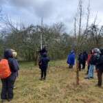 Eine Gruppe Menschen steht auf einer Streuobstwiese und schaut dem Baumpfleger aufmerksam dabei zu, wie er einen Obstbaum schneidet.