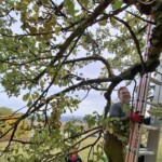 Ein Mann klettert auf einer Leiter in einen Obstbaum, um dort eine Mistel zu entfernen.