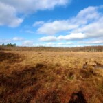 Blick auf die baumlose Kernfläche des Schönwolder Moores mit typischer, unregelmäßiger Oberfläche aus Torfmoospolstern, den sogenannten „Bulten“. Dazwischen wachsen Seggen und andere Sauergräser. Am Rand des Moores sind in der Ferne Birken zu erkennen.