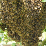 Sehr viele Honigbienen in einem Schwarm in einem Baum