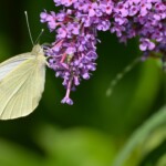 gelber Schmetterling sitzt auf rosa farbener Fliederbüte