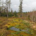 Im Vordergrund ist eine kleine Wasserfläche in einem Moor zu sehen, die von Birken, Kiefern und Fichten umsäumt ist.