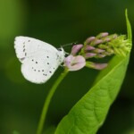 Weißer Schmetterling mit schwarzen Punkten an enier rosa-grünen Blüte