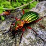 Bunt schillernder Käfer mit gestreiftem Rücken auf einem Stein