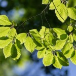 Hainbuchenblätter im Gegenlicht