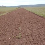 ca. 6 Meter breiter Streifen mit fast vegetationslosem Erdboden, an beiden Seiten anschließend Wiese