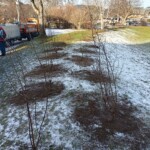 Erdwall mit Gras bewachsen und leicht mit Schnee bedeckt, darauf zweireihig unbelaubte Heckenpflanzen