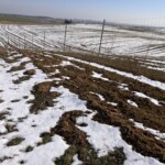 weitläufige Ackerfläche, leicht mit Schnee bedeckt, darauf ein eingezäunter Streifen mit jungen Heckenpflanzen