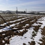 Leicht schneebedeckter Heckenpflanzstreifen, eingezäunt mit Maschendrahtzaun
