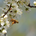 Schlehenzweig mit Blüten und einer Honigbiene