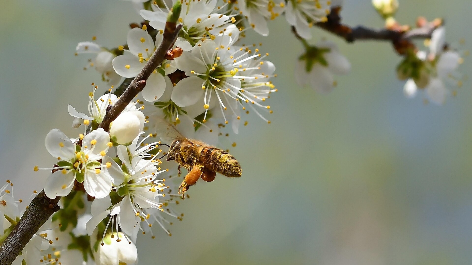 Schlehe_honey-bee-7948323_1920_jggrz_pixabay