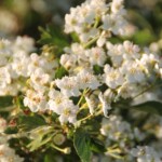 Kleine weiße Blüten in büschelartiger Anordnung