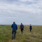 Drei Menschen laufen in kleinem Abstand zueinander über eine blühende Salzwiese, im Hintergrund die Nordsee.