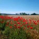 Das Bild zeigt einen Getreideackerrand, an dem sehr viel Mohn wächst. Außerdem zu sehen sind blauer Himmel und einige Heckenstrukturen an den Feldrändern.