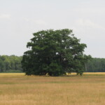 Vorne im Bild ist ein Getreidefeld mit einem einzelnen großen Baum in der Mitte zu sehen. Im Hintergrund ist ein Waldrand erkennbar.
