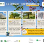Infoblatt "Ein Obstbaum - viele Möglichkeiten"