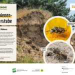 Infoblatt "Wildbienen - Kinderstube"