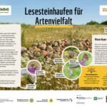 Infoblatt "Lesesteinhaufen für Artenvielfalt" Infoblatt "Lesesteinhaufen für Artenvielfalt"