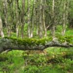 Ein intensiv-grüner Waldausschnitt, im Vordergrund ein waagerecht wachsender Baum mit dicker Moosschicht