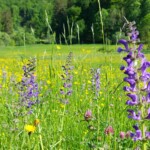 Blühende Wiese mit hohen lilafarbenen Salbeiblüten und gelbem Hahnenfuß. Im Hintergrund sind grüne Bäume zu sehen. Blühende Wiese mit hohen lilafarbenen Salbeiblüten und gelbem Hahnenfuß. Im Hintergrund sind grüne Bäume zu sehen.