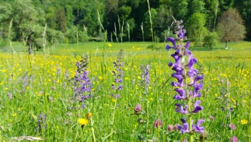Blühende Wiese mit hohen lilafarbenen Salbeiblüten und gelbem Hahnenfuß. Im Hintergrund sind grüne Bäume zu sehen.