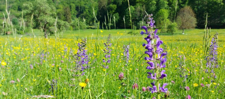 Blühende Wiese mit hohen lilafarbenen Salbeiblüten und gelbem Hahnenfuß. Im Hintergrund sind grüne Bäume zu sehen.