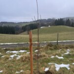 Jungbaum, an Pfosten festgebunden, im Hintergrund ein landwirtschaftlicher Weg und hügelige Wiesen-/Waldlandschaft Jungbaum, an Pfosten festgebunden, im Hintergrund ein landwirtschaftlicher Weg und hügelige Wiesen-/Waldlandschaft