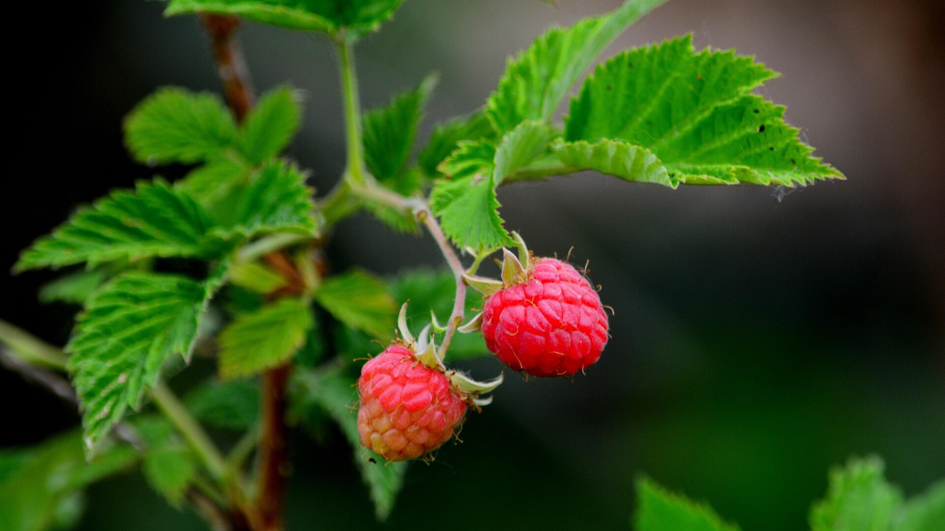 Himbeere_pixabay_Stones