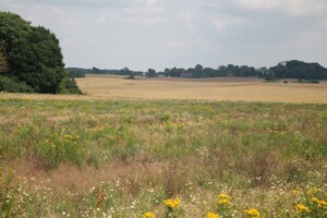 Blühendes Feld zischen Feldern mit Getreide