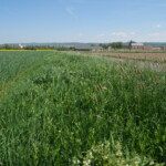 Ein dichter Streifen mit intensiv grünem Bewuchs zwischen Feld und Feldweg
