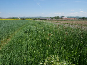 Ein dichter Streifen mit intensiv grünem Bewuchs zwischen Feld und Feldweg