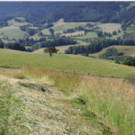 Gemähte Wiese mit einem stehen gebliebenen Blühstreifen im Vordergrund. Im Hintergrund eine hügelige Landschaft.