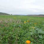 Verschiedene Kräuter und Blumen kommen hoch zwischen dem abgeernteten Getreide.