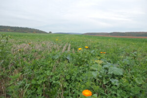Verschiedene Kräuter und Blumen kommen hoch zwischen dem abgeernteten Getreide. 