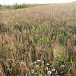 Getreidefeld mit Wildblumen
