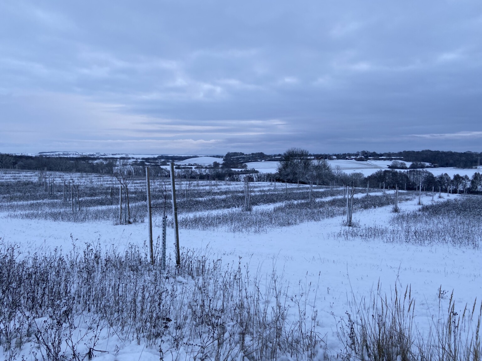 Maßnahmenseite Schonstreifen überwinternd