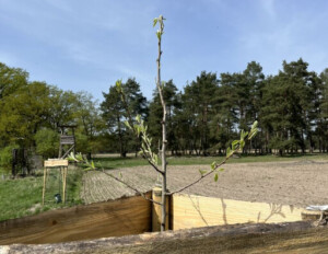 Zu sehen ist die Spitze bzw. spätere Baumkrone eines austreibenden Jungbaumes, geschützt mit einem Holzrahmen am Rande eines Feldes stehend.