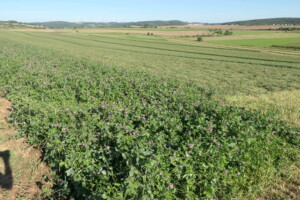 Ein Schonstreifen aus Klee wurde stehen gelassen auf einer Wiese