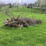 Ein Totholzhaufen bestehend aus dickeren und dünneren Ästen liegt auf einer saftig grünen Wiese. Im HIntergrund ist die erkennbare Umgebung hügelig mit einzelnen Bäumen.