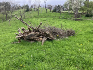 Ein Totholzhaufen bestehend aus dickeren und dünneren Ästen liegt auf einer saftig grünen Wiese. Im HIntergrund ist die erkennbare Umgebung hügelig mit einzelnen Bäumen.