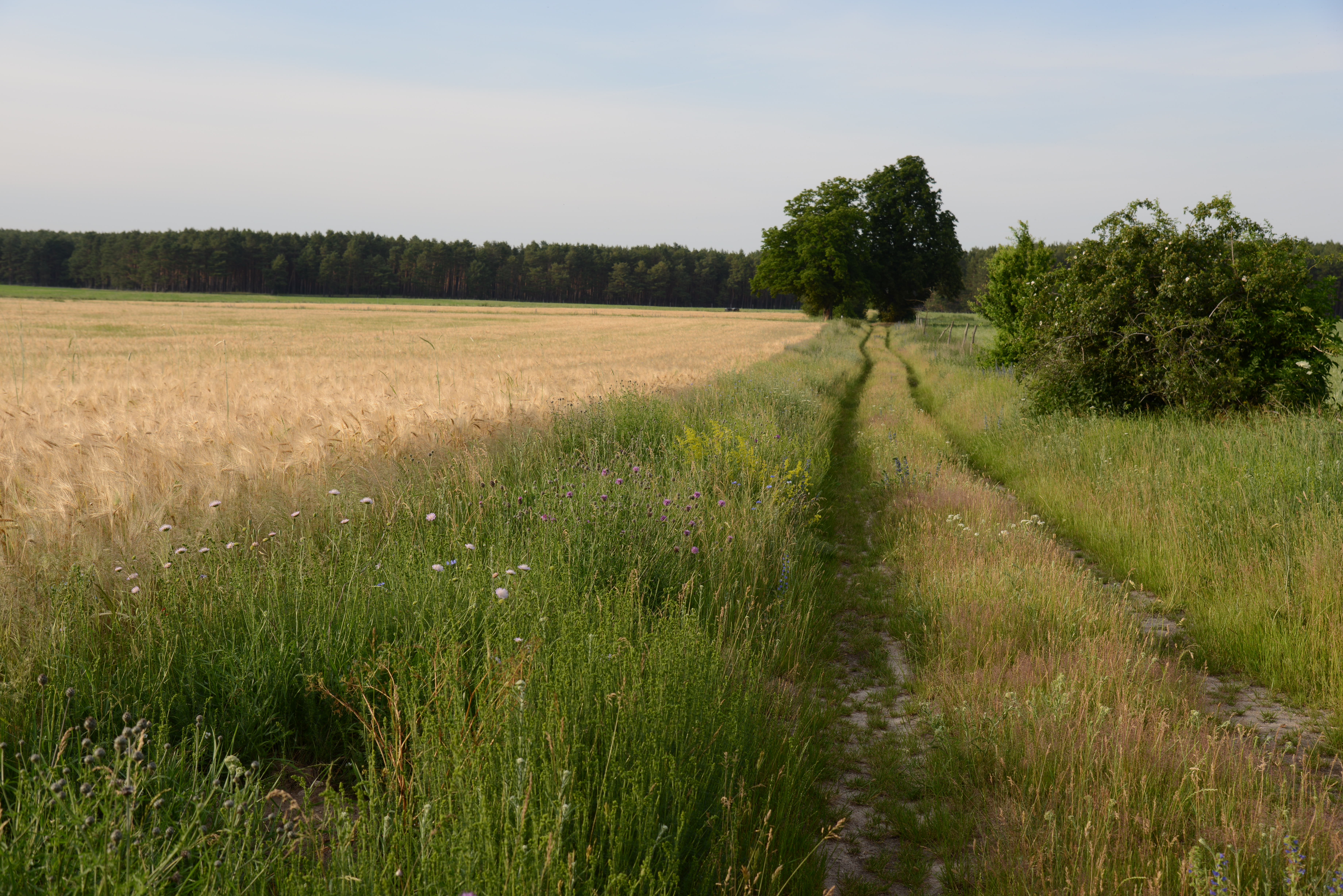 Aufwertung bestehender Landschaftselemente