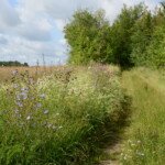 Ein hoher blühender Saum am Feldweg ist zu sehen. Der Weg grenzt rechts an dichtes hohes Gebüsch.