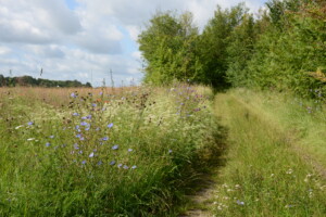 Ein hoher blühender Saum am Feldweg ist zu sehen. Der Weg grenzt rechts an dichtes hohes Gebüsch.