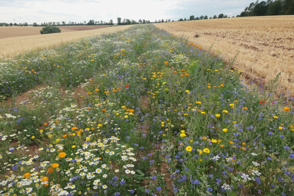 Langer Wiesen-Streifen mit zahlreichen bunten Blumen; links und rechts Ackerfkächen; Bäume im Hintergrund