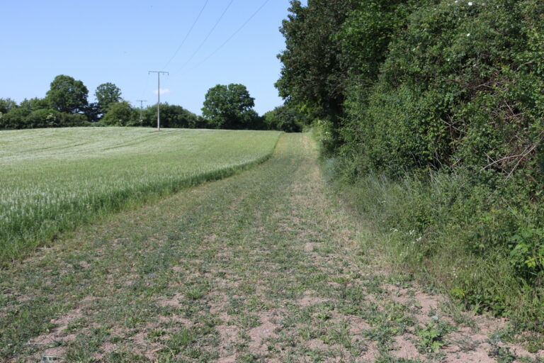 Ein wenig bewachsener Streifen zwischen einer Ackerfläche und Wald
