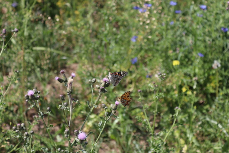Schmetterlinge auf Distelblüten in einer Wiese